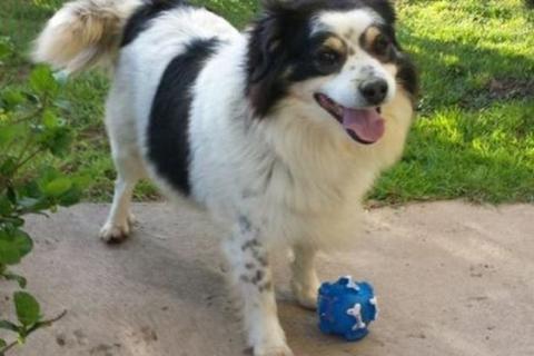 Billy aka Bambuccio a casa!